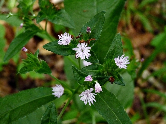 {Elephantopus carolinianus}